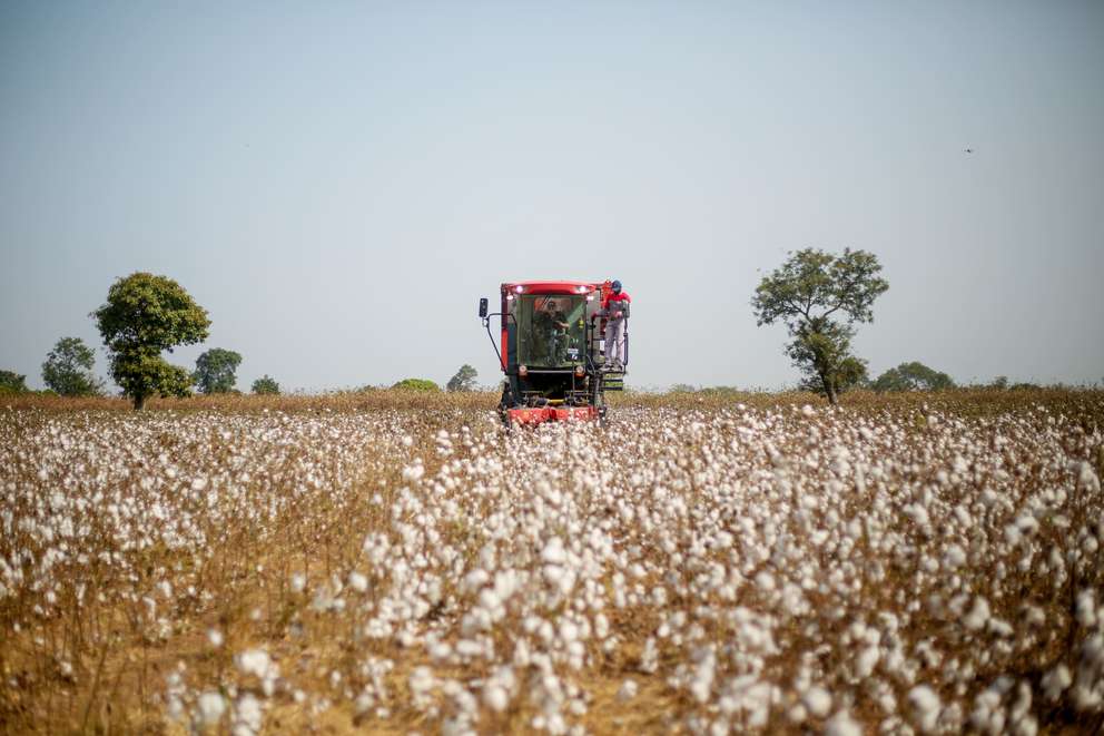 Tractor harvesting cotton