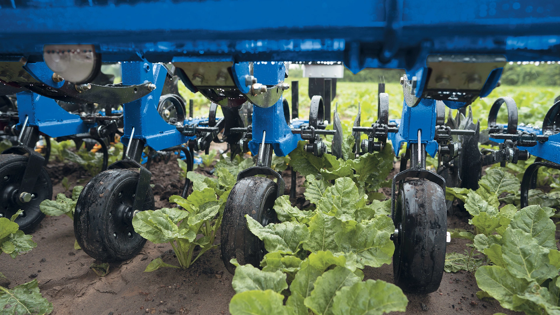 Interrow Cultivators actively working between crop rows for weed control on the field
