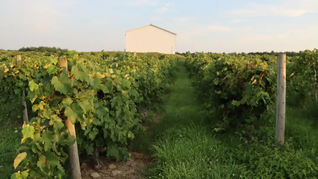 Orchard of grape vines.