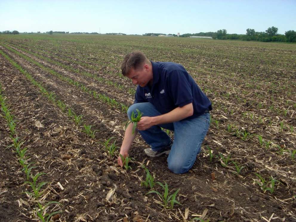 producer in field examining corn plants