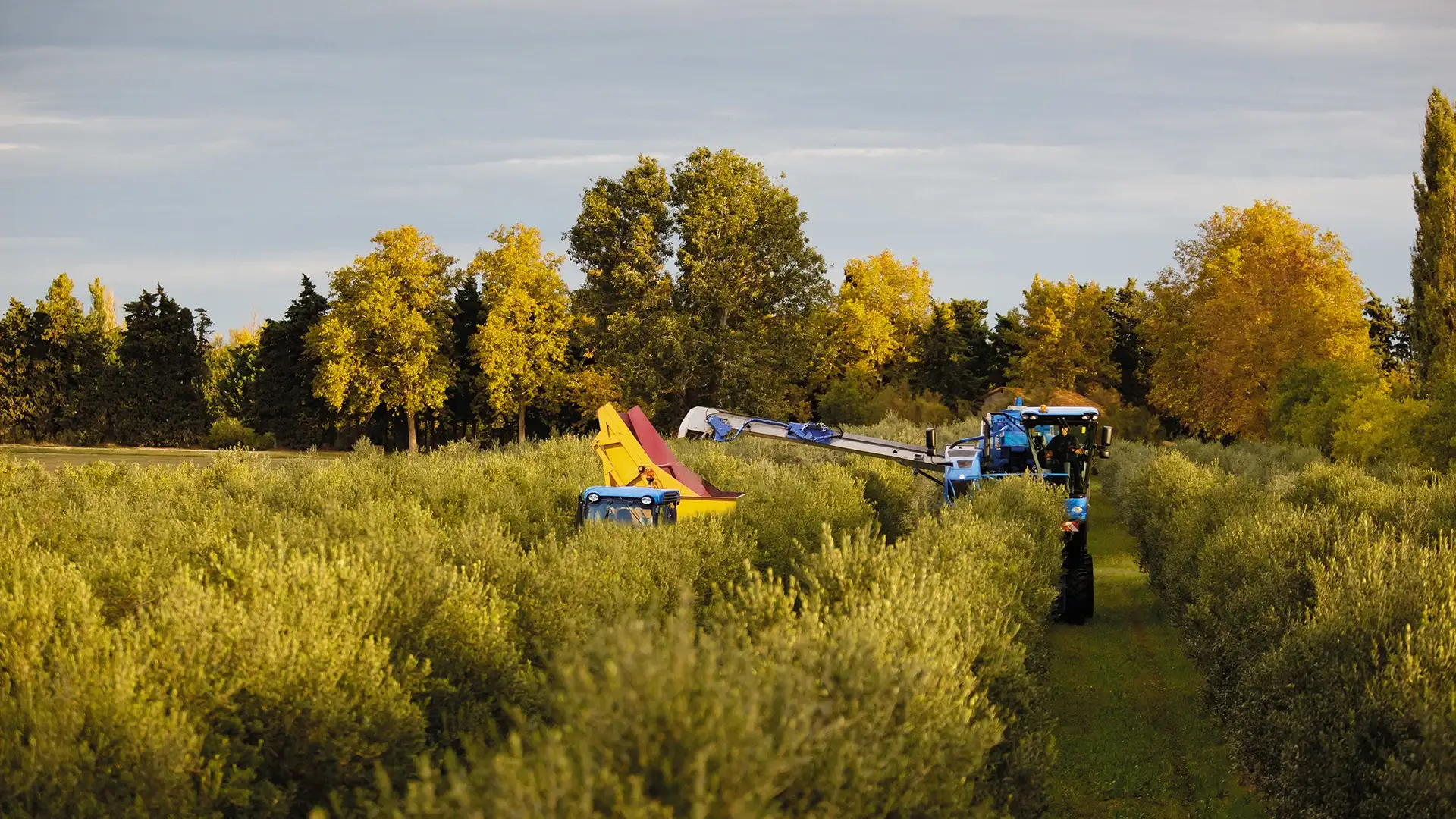 Braud 10.90X Olive Machinery on the field