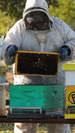 Stung by the Bee Bug - New Holland News