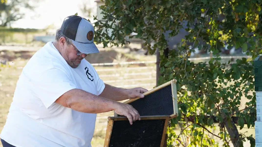 Texas Bees 4