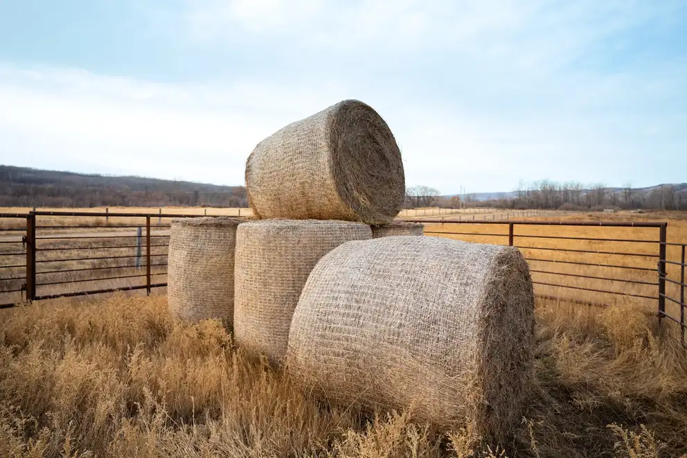 Hay bales wrapped with compostable net wrap