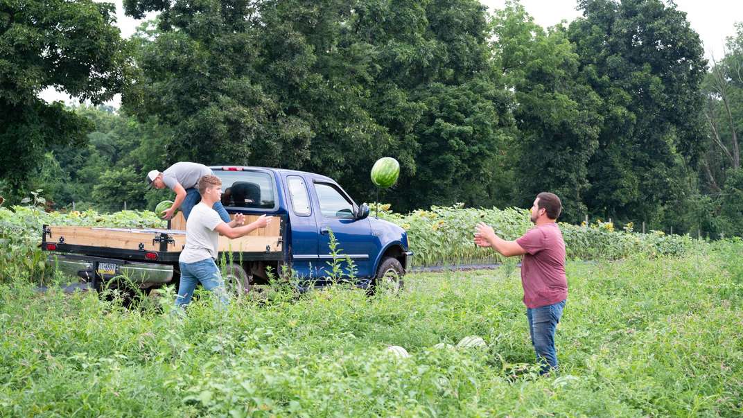 3 people picking watermelons in a field.