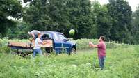 3 people picking watermelons in a field.