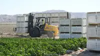 rough-terrain-forklifts-transform-specialty-crop-harvesting-gallery-02.jpg