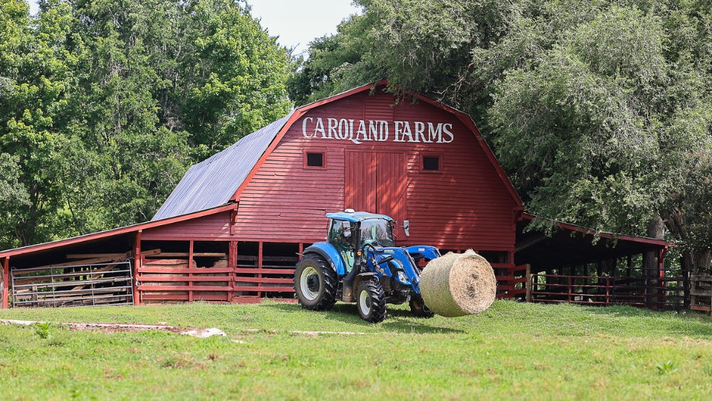 Specialty Breed | New Holland