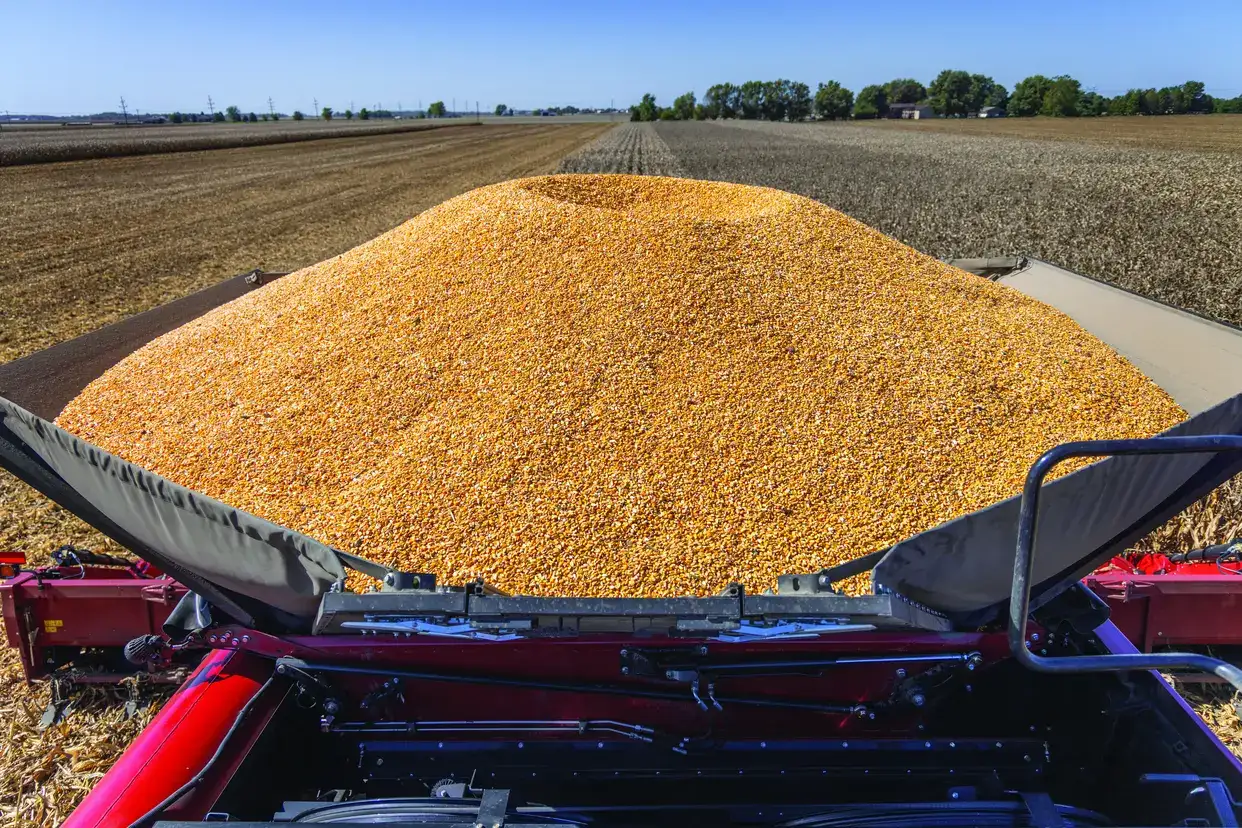 A red Case IH combine harvester operates in a golden field, harvesting crops under a clear blue sky.