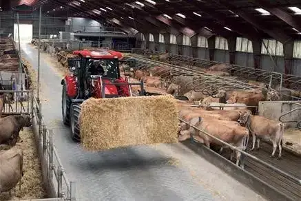 case IH tractor delivering hay to cows
