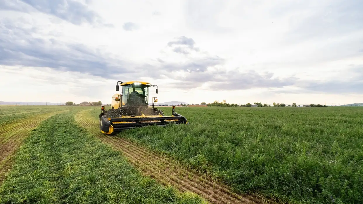 Windrower cutting grass in a field.