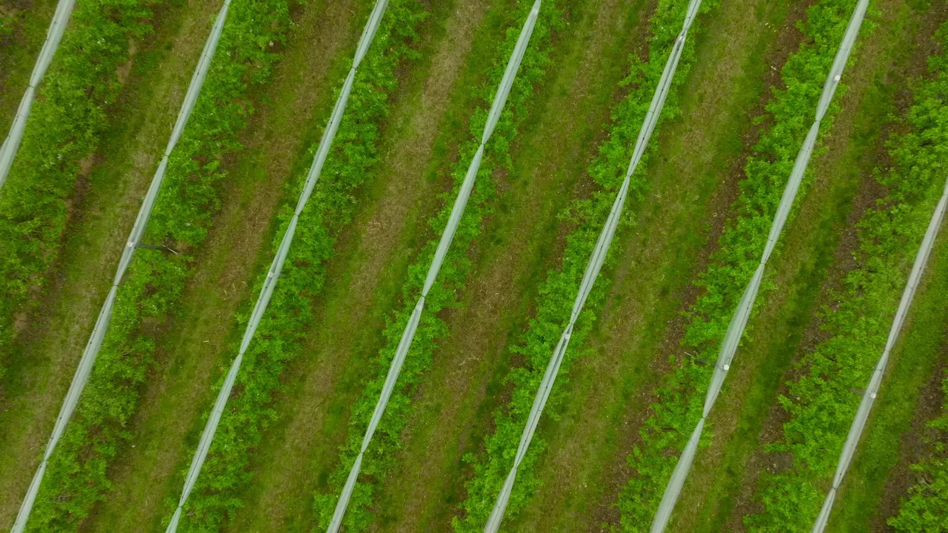 t4-f-n-v-trattori-potenti-e-versatili-new-holland-it