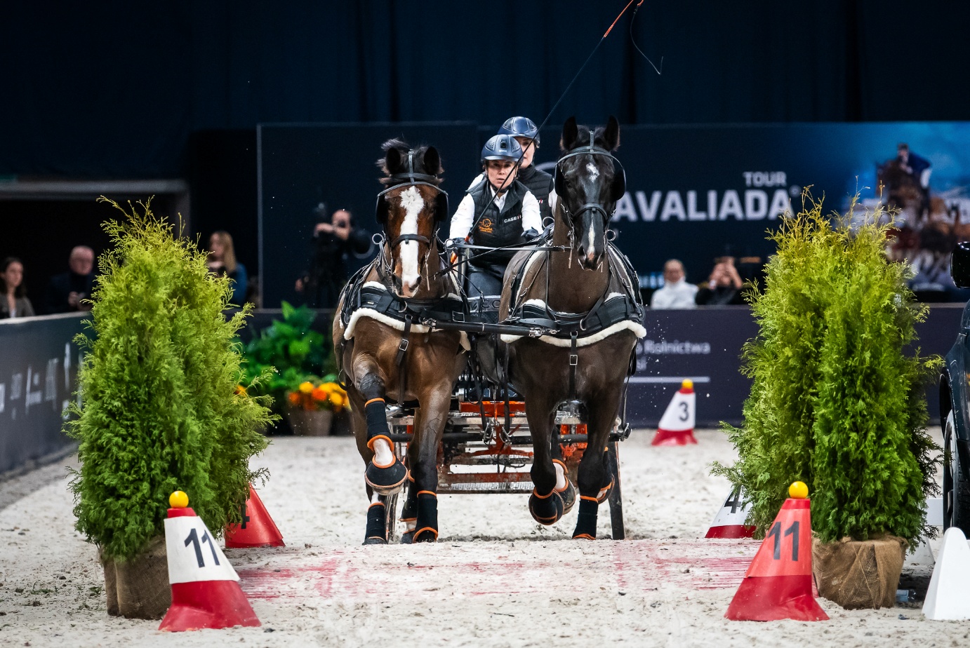 sportowe emecje_horse_01.jpg