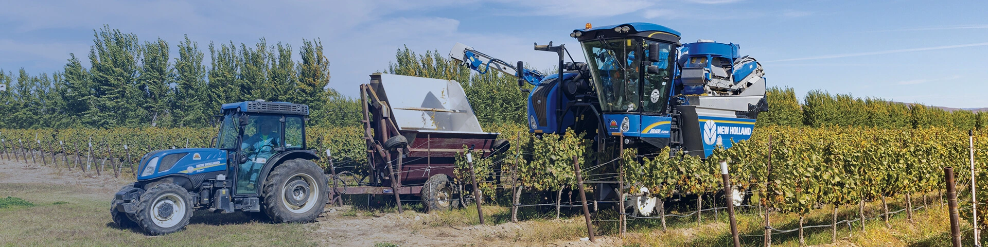 New Holland Grape Braud Harvester working in field