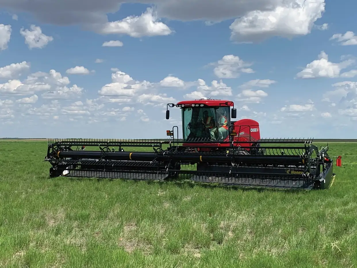 Honey Bee WSC36 in field